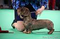 Crufts2011_2 1416